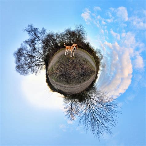 360 Degree Panorama Of Beagle In The Park Picture And HD Photos | Free ...