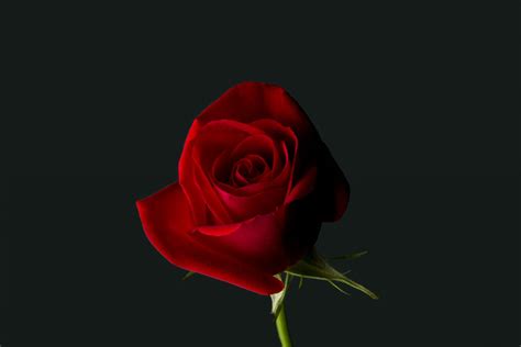 Red Rose 4K Wallpapers - Top Free Red Rose 4K Backgrounds - WallpaperAccess