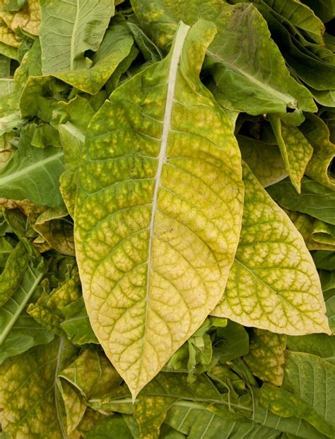 Tobacco leaves stock image. Image of farming, actions - 21421003