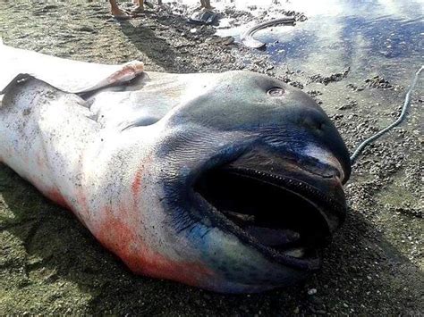 Rare megamouth shark washes up in the Philippines | Sharks | Earth ...