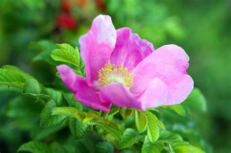 Free Photo | Beautiful briar flower