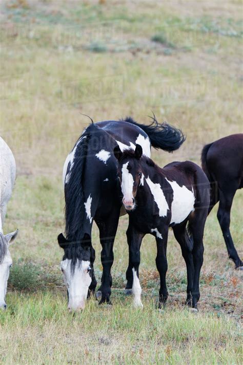 Wild horses in Theodore Roosevelt National Park; North Dakota, United States of America - Stock ...