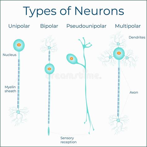 Types of Neurones Medical Scientific Illustration Poster Stock Vector ...