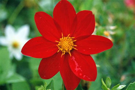Ficheiro:Flor llorona.jpg – Wikipédia, a enciclopédia livre