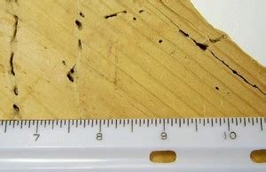 Powderpost Beetle Damage - View Infected Wood, Scenarios | ApolloXPest ...