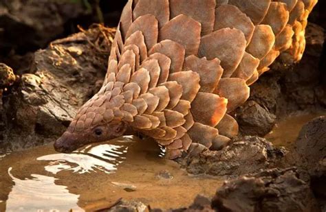 Pangolin - Description, Habitat, Image, Diet, and Interesting Facts