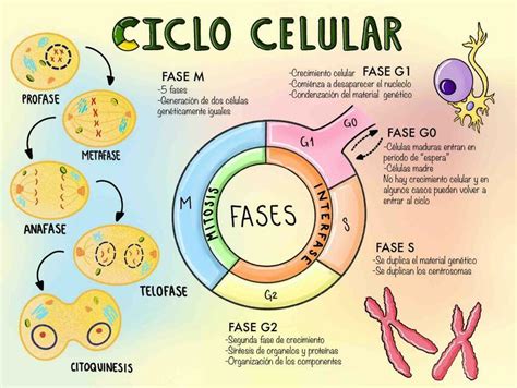 Ciclo celular | Fer Yan Márquez | uDocz