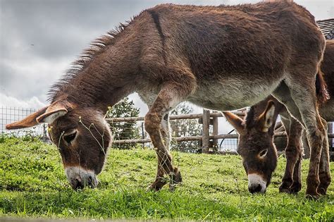 What Are The Differences Between A Mule And A Donkey? - WorldAtlas.com