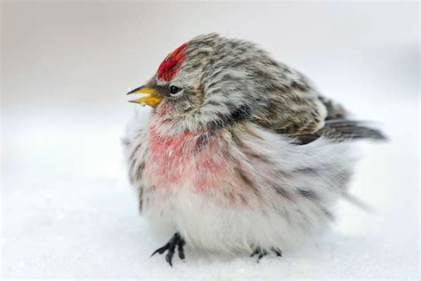 Common Redpoll | Audubon Field Guide