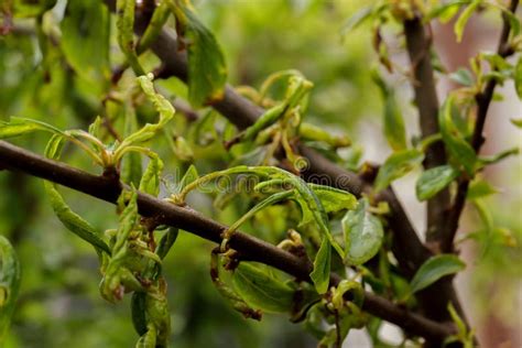 Plum Leaf Curl, a Disease Caused by Aphids that Causes Curling of the Fruit Tree Leaves Stock ...