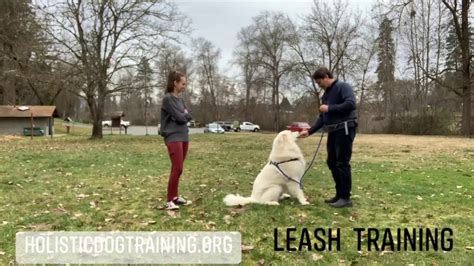 Leash Training A Great Pyrenees - YouTube