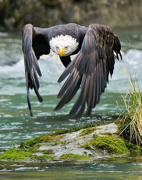 Aguila calva cazando - Imagui