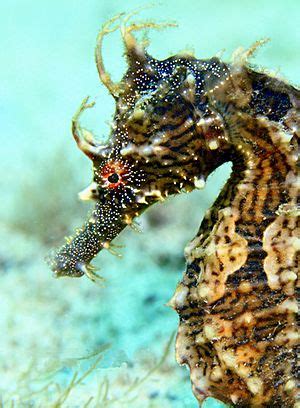 Lined seahorse Facts for Kids