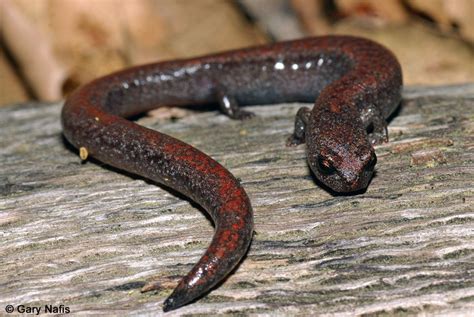 Identifying California Salamanders