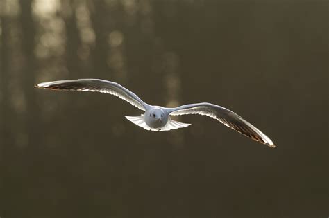 Beginners Bird Photography Workshop with Paul Miguel