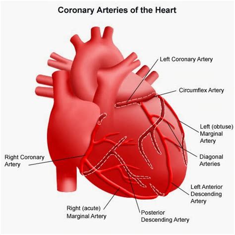 冠狀動脈(coronary artery) - 小小整理網站 Smallcollation