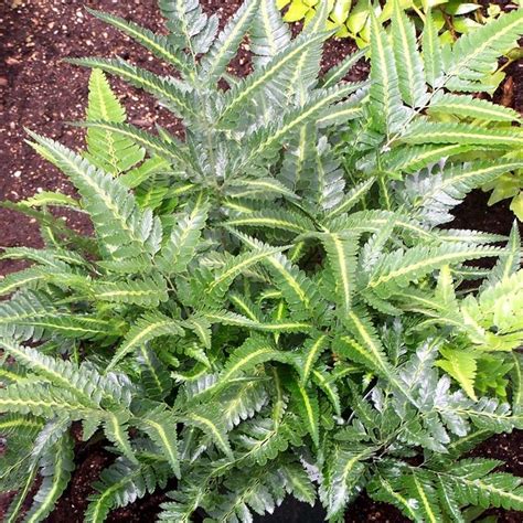 Holly Fern | Plants, Plant care, Flower pictures