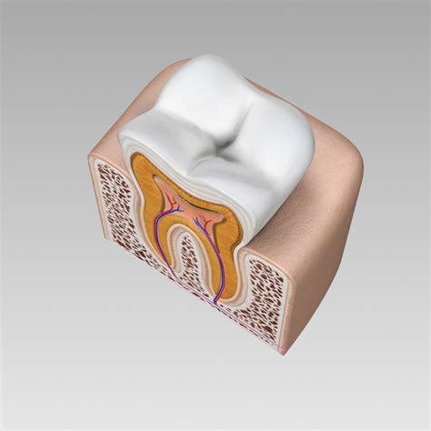 3d tooth cross section