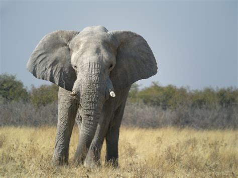 Elephant, Etosha National Park, Namibia | Digiscoping with S… | Flickr