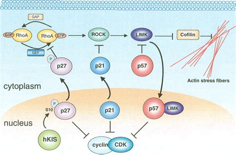 Cip/Kip proteins: more than just CDKs inhibitors