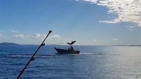 Mako shark jumps out of water – almost lands in passing fishing boat