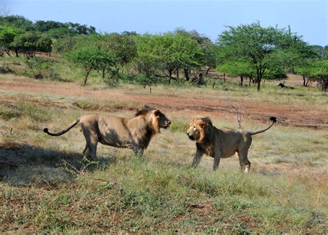 Betting Big on Lion Tourism in Gujarat | FOOD ENTREPRENEURS ALLIANCE