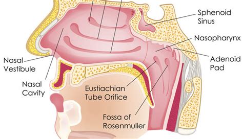 Where Does Sinus Drainage Go? - American Sinus Institute - American ...