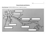 Label Neuron Function Teaching Resources | TPT