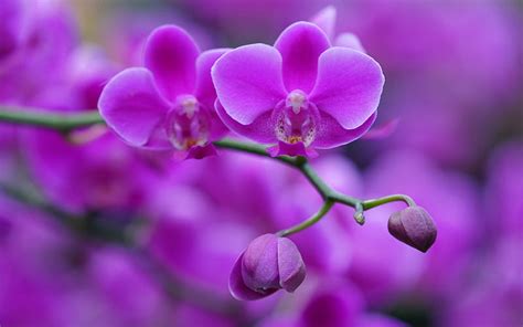 1920x1080px, 1080P free download | Purple orchid, purple floral ...