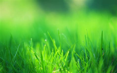 HD Grass Wallpaper (76+ images)