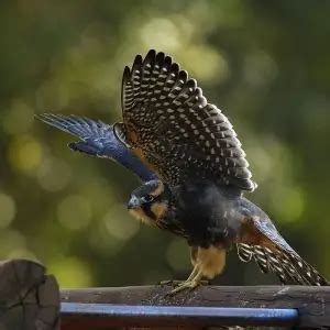 Aplomado Falcon - Facts, Diet, Habitat & Pictures on Animalia.bio