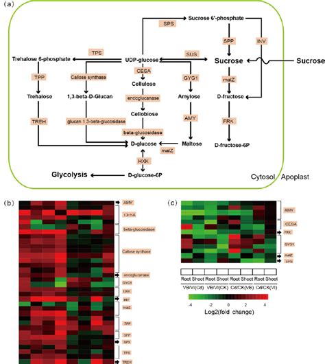 DEGs involved in sucrose metabolism with differential transcription ...