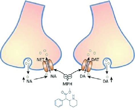 The mechanism of methylphenidate (MPH) effect in neurons: MPH binds to ...