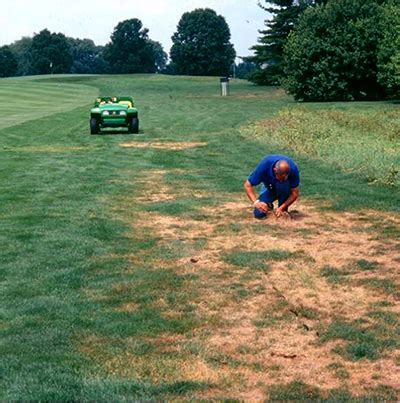 Japanese beetle: Tips for your lawn - MSU Extension