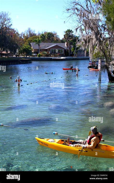 Manatee in crystal river hi-res stock photography and images - Alamy