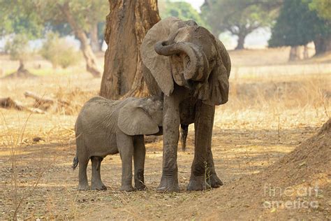 Female African Elephant nurses young j1 Photograph by Eyal Bartov ...