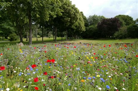 250+ Interesting Meadow Photos · Pexels · Free Stock Photos