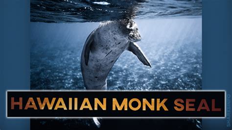 Hawaiian Monk Seal Facts Habitat, Diet, Conservation, & More - sharksinfo.com