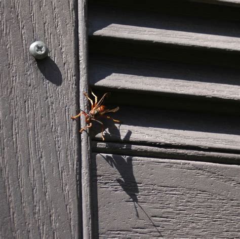 Wasp Infestation In The Attic | Local Attic Cleaning and Insulation ...