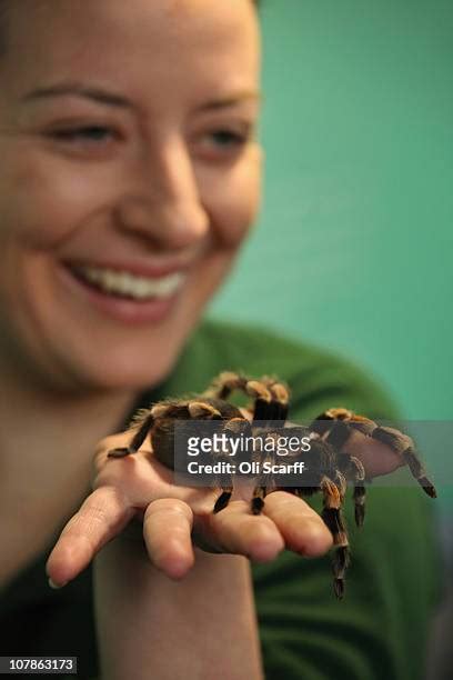 95 Eating Tarantula Stock Photos, High-Res Pictures, and Images - Getty Images