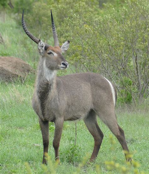 Aquatic Antelope | Animalia Kingdom