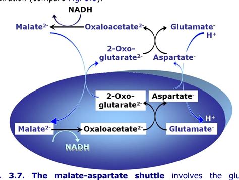 Figure 1 from An Introduction to OXPHOS Analysis | Semantic Scholar