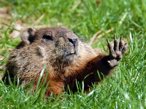 Groundhog Repellent: How To Get Rid Of Groundhogs | Gardening Know How