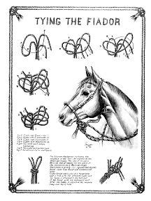 Tying the Fiador | Horse equipment, Horse camp, Horse tack diy