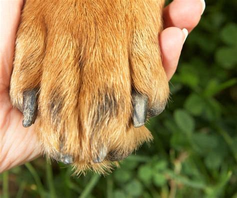 Why Are Dogs Nails Brittle