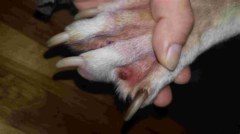 What Causes Cysts Between Dogs Toes