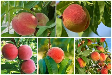 5 USDA Zone 4 Peach Tree Varieties To Plant Today