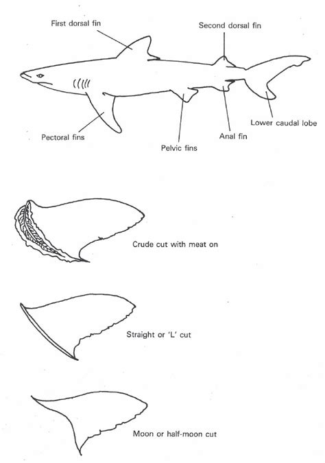 Shark fin nomenclature. Adapted from Anderson and Ahmed (1993). | Download Scientific Diagram