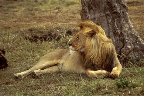 Lion - WikiFur, the furry encyclopedia