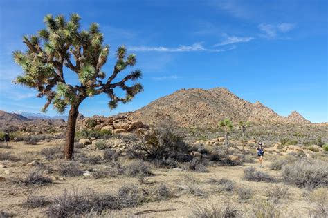 10 Best Hikes in Joshua Tree National Park — CleverHiker